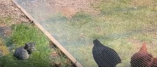 Illustration de l'article : Essayant de gagner la confiance d'un chaton errant pendant 2 semaines, elle y parvient gr&acirc;ce &agrave; des alli&eacute;es inattendues du c&ocirc;t&eacute; du poulailler