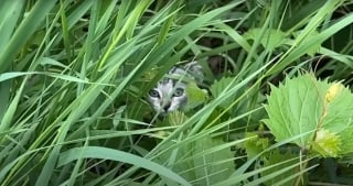 Illustration de l'article : Essayant de gagner la confiance d'un chaton errant pendant 2 semaines, elle y parvient gr&acirc;ce &agrave; des alli&eacute;es inattendues du c&ocirc;t&eacute; du poulailler