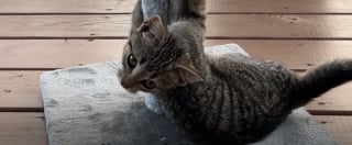 Illustration de l'article : Essayant de gagner la confiance d'un chaton errant pendant 2 semaines, elle y parvient gr&acirc;ce &agrave; des alli&eacute;es inattendues du c&ocirc;t&eacute; du poulailler