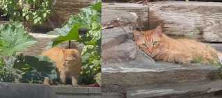 Illustration de l'article : Ce chat de refuge n'osait pas d&eacute;couvrir le monde ext&eacute;rieur jusqu'&agrave; ce que son adoptant emm&eacute;nage dans une maison avec jardin (vid&eacute;o)