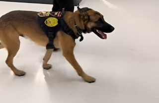 Illustration de l'article : En pleine patrouille, ce chien met son travail entre parenth&egrave;ses en reconnaissant l&rsquo;odeur de son tout premier ma&icirc;tre (vid&eacute;o)