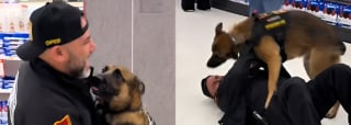 Illustration de l'article : En pleine patrouille, ce chien met son travail entre parenth&egrave;ses en reconnaissant l&rsquo;odeur de son tout premier ma&icirc;tre (vid&eacute;o)