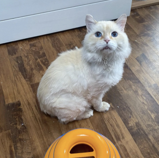 Illustration de l'article : Bless&eacute;, &eacute;puis&eacute; et en manque de soins, ce chat qui attendait seul dans un jardin veut d&eacute;sormais &laquo; &ecirc;tre ami avec tout le monde &raquo;