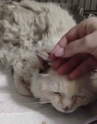 Illustration de l'article : Bless&eacute;, &eacute;puis&eacute; et en manque de soins, ce chat qui attendait seul dans un jardin veut d&eacute;sormais &laquo; &ecirc;tre ami avec tout le monde &raquo;