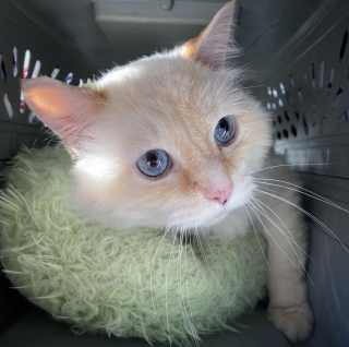 Illustration de l'article : Bless&eacute;, &eacute;puis&eacute; et en manque de soins, ce chat qui attendait seul dans un jardin veut d&eacute;sormais &laquo; &ecirc;tre ami avec tout le monde &raquo;