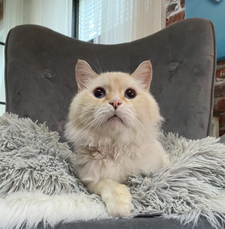 Illustration de l'article : Bless&eacute;, &eacute;puis&eacute; et en manque de soins, ce chat qui attendait seul dans un jardin veut d&eacute;sormais &laquo; &ecirc;tre ami avec tout le monde &raquo;