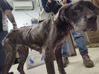 Illustration de l'article : Elle se nourrissait de déchets dans la rue, aujourd'hui cette chienne âgée dont personne ne voulait peut savourer de vrais repas