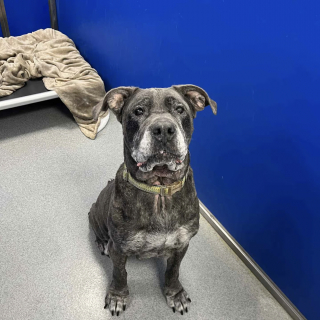 Illustration de l'article : Elle se nourrissait de déchets dans la rue, aujourd'hui cette chienne âgée dont personne ne voulait peut savourer de vrais repas