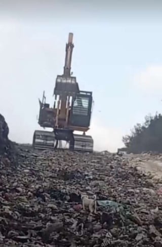 Illustration de l'article : Une femme se pr&eacute;cipite dans une d&eacute;charge pour sauver un chiot face &agrave; une pelleteuse, mais en d&eacute;couvre 3 autres au milieu des d&eacute;tritus (vid&eacute;o)