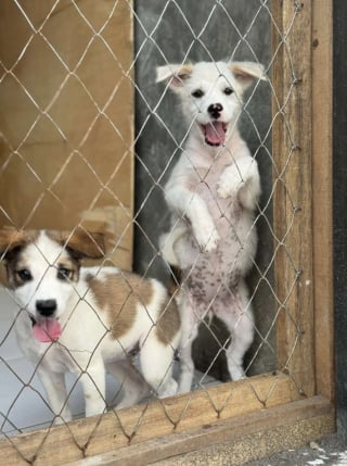 Illustration de l'article : Une femme se pr&eacute;cipite dans une d&eacute;charge pour sauver un chiot face &agrave; une pelleteuse, mais en d&eacute;couvre 3 autres au milieu des d&eacute;tritus (vid&eacute;o)