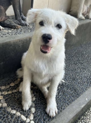 Illustration de l'article : Une femme se pr&eacute;cipite dans une d&eacute;charge pour sauver un chiot face &agrave; une pelleteuse, mais en d&eacute;couvre 3 autres au milieu des d&eacute;tritus (vid&eacute;o)