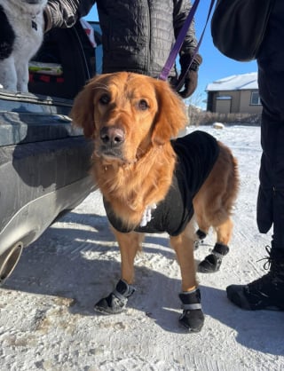 Illustration de l'article : Trouv&eacute;e attach&eacute;e dans le froid avec son sac de m&eacute;dicaments, cette chienne malade suscite une vague de solidarit&eacute; pour l&rsquo;aider &agrave; s'en remettre