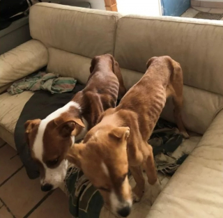 Illustration de l'article : Sur un balcon &eacute;troit, 2 chiens affam&eacute;s subissaient les coups et le froid jusqu'&agrave; l'arriv&eacute;e d'une aide inesp&eacute;r&eacute;e