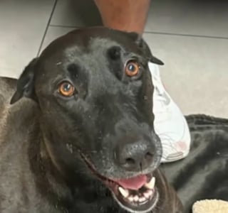 Illustration de l'article : Alors que les sauveteurs en mer s&rsquo;appr&ecirc;tent &agrave; abandonner apr&egrave;s une heure d'efforts, le museau de la chienne qu'ils recherchent surgit entre les vagues