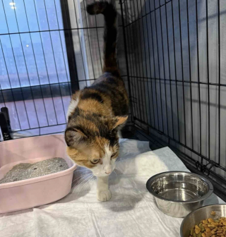 Illustration de l'article : D&eacute;sireuse d'en finir avec l'errance et la solitude, cette chatte miaule constamment pour demander de l'aide aux passants