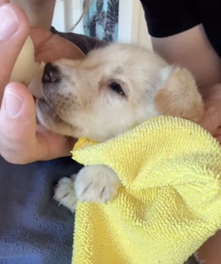 Illustration de l'article : &laquo; J'ai pass&eacute; d'innombrables nuits blanches &agrave; m'inqui&eacute;ter pour elle &raquo;, une femme sauve un chiot d&rsquo;un mois et lui offre un avenir (vid&eacute;o)