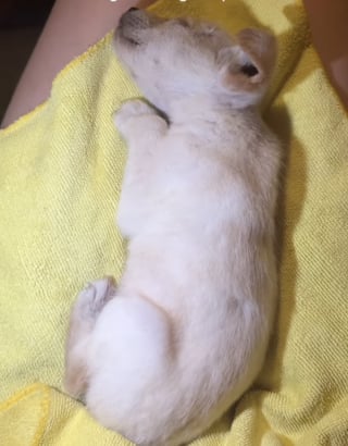 Illustration de l'article : &laquo; J'ai pass&eacute; d'innombrables nuits blanches &agrave; m'inqui&eacute;ter pour elle &raquo;, une femme sauve un chiot d&rsquo;un mois et lui offre un avenir (vid&eacute;o)