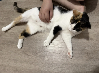 Illustration de l'article : Gr&acirc;ce &agrave; leurs dons de sang, 2 chats sauvent la vie de chatons dans un &eacute;tat critique et leur offrent une seconde chance