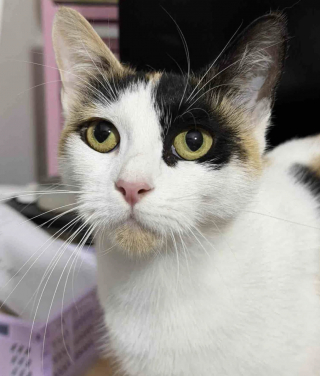 Illustration de l'article : Gr&acirc;ce &agrave; leurs dons de sang, 2 chats sauvent la vie de chatons dans un &eacute;tat critique et leur offrent une seconde chance