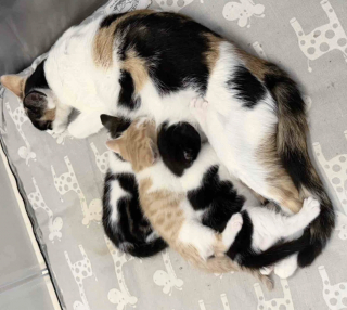 Illustration de l'article : Gr&acirc;ce &agrave; leurs dons de sang, 2 chats sauvent la vie de chatons dans un &eacute;tat critique et leur offrent une seconde chance