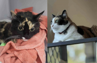 Illustration de l'article : Gr&acirc;ce &agrave; leurs dons de sang, 2 chats sauvent la vie de chatons dans un &eacute;tat critique et leur offrent une seconde chance