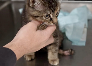 Illustration de l'article : Un chaton paralys&eacute;, condamn&eacute; &agrave; ne jamais remarcher, retrouve sa mobilit&eacute; gr&acirc;ce &agrave; des &eacute;tudiants en ing&eacute;nierie d&eacute;vou&eacute;s (vid&eacute;o)