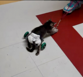 Illustration de l'article : Un chaton paralys&eacute;, condamn&eacute; &agrave; ne jamais remarcher, retrouve sa mobilit&eacute; gr&acirc;ce &agrave; des &eacute;tudiants en ing&eacute;nierie d&eacute;vou&eacute;s (vid&eacute;o)