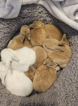 Illustration de l'article : Des b&eacute;n&eacute;voles et un h&ocirc;tel &agrave; lapins travaillent ensemble pour sauver 8 lapereaux nouveau-n&eacute;s sur le point d'&ecirc;tre noy&eacute;s car jug&eacute;s &laquo; ind&eacute;sirables &raquo; (vid&eacute;o)