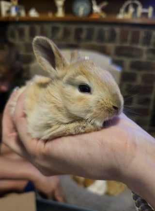 Illustration de l'article : Des b&eacute;n&eacute;voles et un h&ocirc;tel &agrave; lapins travaillent ensemble pour sauver 8 lapereaux nouveau-n&eacute;s sur le point d'&ecirc;tre noy&eacute;s car jug&eacute;s &laquo; ind&eacute;sirables &raquo; (vid&eacute;o)