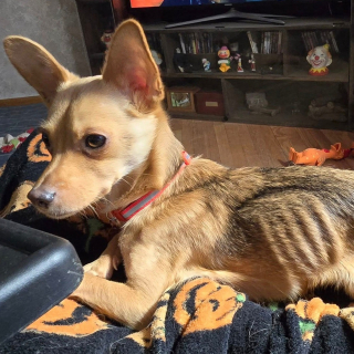 Illustration de l'article : Un policier retrouve un chiot terrifi&eacute; dans une maison abandonn&eacute;e et s&rsquo;assure qu&rsquo;il re&ccedil;oive une seconde chance de bonheur