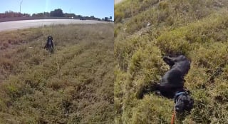 Illustration de l'article : "Il me faisait comprendre qu'il avait peur", un policier s&rsquo;agenouille pour rassurer un chien bless&eacute; au bord d'une autoroute