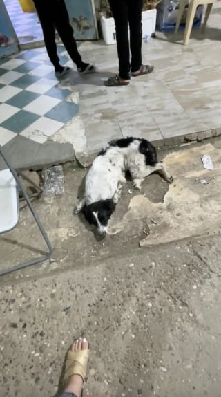 Illustration de l'article : Une chienne abandonn&eacute;e git immobile dans la rue, une b&eacute;n&eacute;vole venue &agrave; son secours craint d'&ecirc;tre arriv&eacute;e trop tard mais la voit bouger