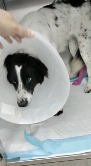 Illustration de l'article : Une chienne abandonn&eacute;e git immobile dans la rue, une b&eacute;n&eacute;vole venue &agrave; son secours craint d'&ecirc;tre arriv&eacute;e trop tard mais la voit bouger