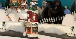 Illustration de l'article : Ce chat noir pr&ecirc;t &agrave; tout pour d&eacute;tourner sa propri&eacute;taire de ses activit&eacute;s pr&eacute;f&eacute;r&eacute;es d&eacute;cide d'envahir son mini village de No&euml;l (vid&eacute;o)