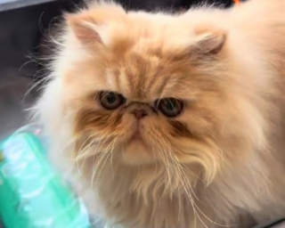 Illustration de l'article : Le regard s&eacute;v&egrave;re et le miaulement de d&eacute;pit de ce chat lav&eacute; par sa ma&icirc;tresse en disent long sur ce qu'il pense du bain (vid&eacute;o)