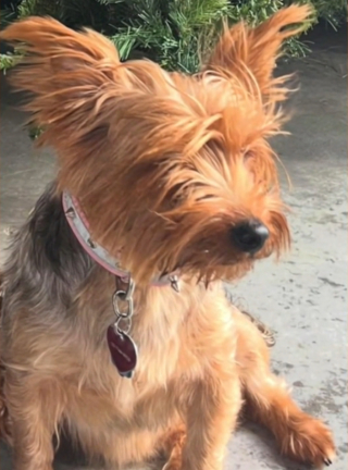 Illustration de l'article : En regagnant leur chambre d'hôtel, ils constatent que leur chienne n'est plus là puis la reconnaissent sur une petite annonce en ligne