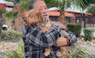 Illustration de l'article : En regagnant leur chambre d'hôtel, ils constatent que leur chienne n'est plus là puis la reconnaissent sur une petite annonce en ligne