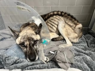 Illustration de l'article : Si affamé qu'il mangeait des ordures, ce chien croisé Berger Allemand de 8 kg trouve enfin sécurité et réconfort après un long combat pour survivre