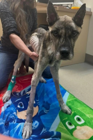 Illustration de l'article : Si affamé qu'il mangeait des ordures, ce chien croisé Berger Allemand de 8 kg trouve enfin sécurité et réconfort après un long combat pour survivre