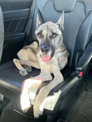 Illustration de l'article : Si affamé qu'il mangeait des ordures, ce chien croisé Berger Allemand de 8 kg trouve enfin sécurité et réconfort après un long combat pour survivre