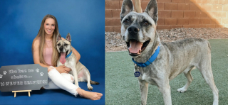 Illustration de l'article : Si affamé qu'il mangeait des ordures, ce chien croisé Berger Allemand de 8 kg trouve enfin sécurité et réconfort après un long combat pour survivre