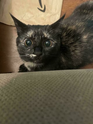 Illustration de l'article : 15 chats sp&eacute;cialistes de l&rsquo;attaque furtive&hellip; ou presque