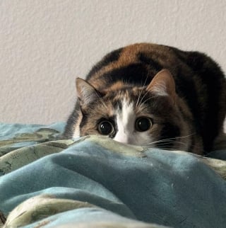 Illustration de l'article : 15 chats sp&eacute;cialistes de l&rsquo;attaque furtive&hellip; ou presque