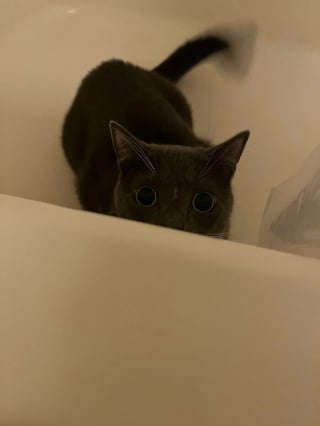 Illustration de l'article : 15 chats sp&eacute;cialistes de l&rsquo;attaque furtive&hellip; ou presque