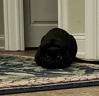 Illustration de l'article : 15 chats sp&eacute;cialistes de l&rsquo;attaque furtive&hellip; ou presque