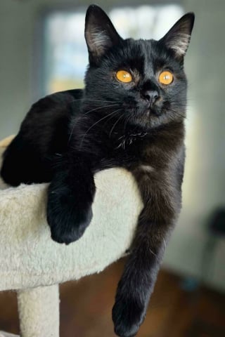 Illustration de l'article : 11 photos de félins tout juste adoptés pour vous convaincre de craquer pour un chat noir