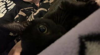 Illustration de l'article : 11 photos de félins tout juste adoptés pour vous convaincre de craquer pour un chat noir