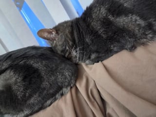 Illustration de l'article : 10 paires de chats si identiques qu&rsquo;il est difficile de les diff&eacute;rencier