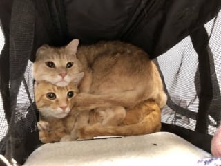 Illustration de l'article : 10 paires de chats si identiques qu&rsquo;il est difficile de les diff&eacute;rencier