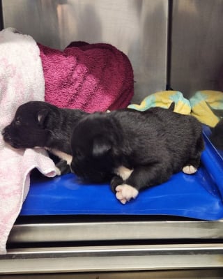 Illustration de l'article : Enterré vivant avec ses 5 frères et soeurs, un chiot se bat pour rester en vie et être l'unique témoin de cet acte inqualifiable